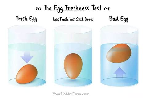 Testing Eggs In Water For Freshness - legly