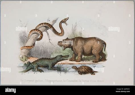 Image result for Python vs Crocodile