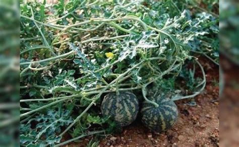 आयुर्वेद में शुगर, सूजन और पेट की बीमारियों के लिए रामबाण है बिटर एप्पल ...