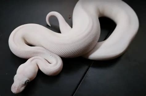 Image result for Ball Python Not Eating