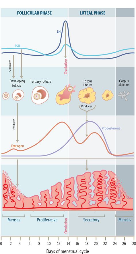 Image result for Ovulation Cycle