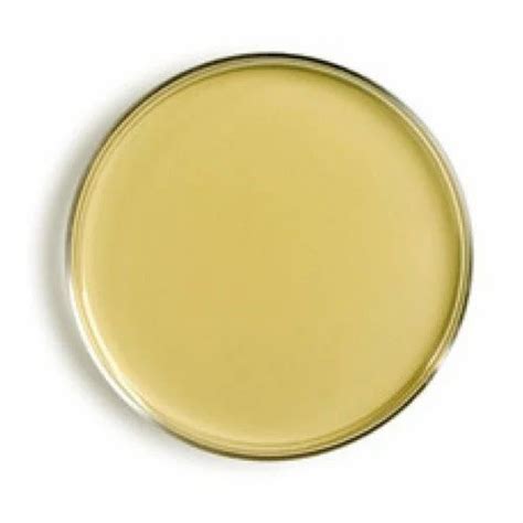 Agar Plate - Mueller Hinton Agar Plate Trader - Retailer from Hyderabad