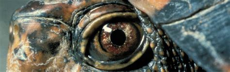 Image result for Japanese Box Turtle