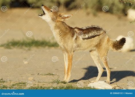 Black Backed Jackal stock photo. Image of jackal, african - 20868132