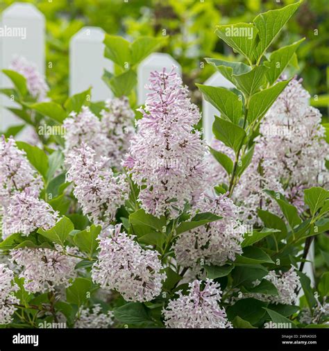 Syringa patula miss kim hi-res stock photography and images - Alamy