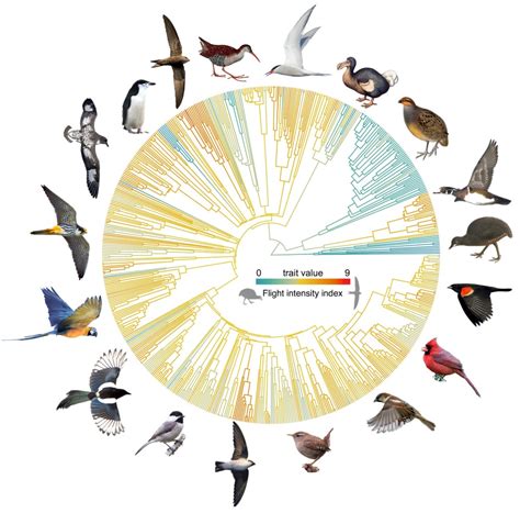 Alien Bird Evolution 的图像结果