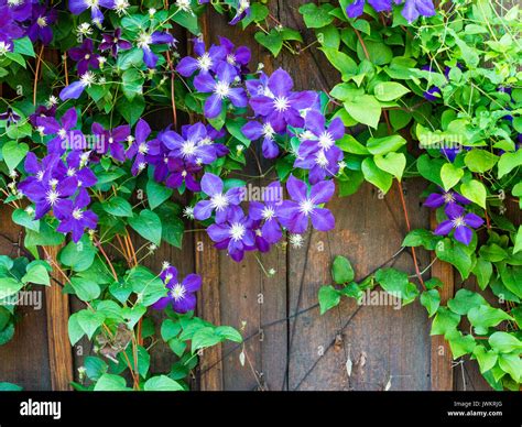 Purple flowers hi-res stock photography and images - Alamy