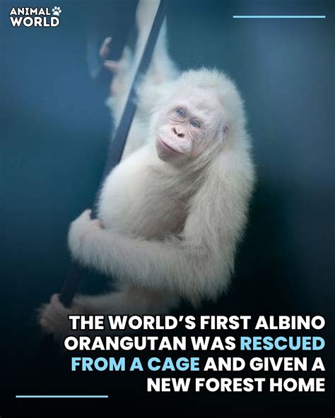 Animal - She has white fur, blue eyes, and a face the world had never ...