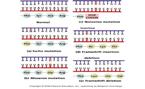 Image result for Point mutation Causes