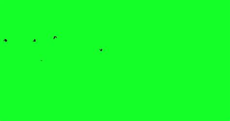 Green screen Footage 的图像结果