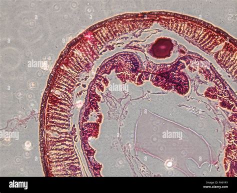 Beauty of Biology under microscopy Stock Photo - Alamy