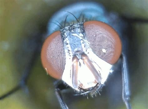 Image result for Problem Blob Eye