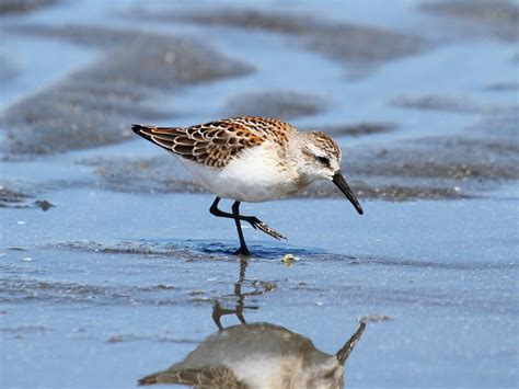 Western Sandpiper