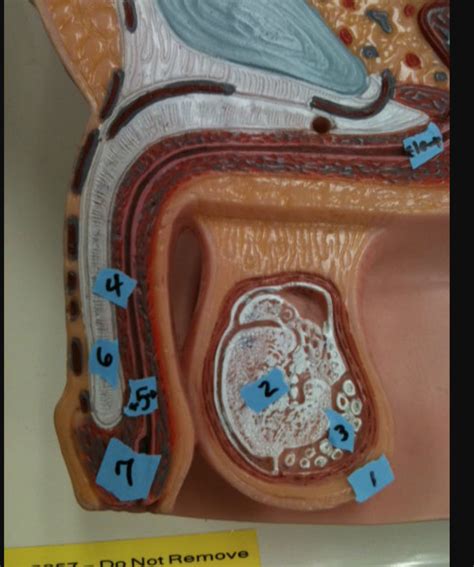 Image result for Male Reproduction Model