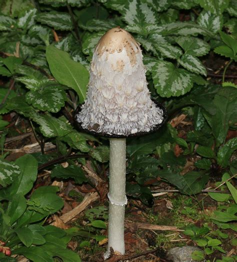 Top 20 Edible Mushrooms Popular in Poland - Picture Mushroom