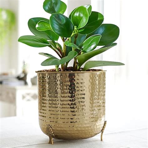 BEHOMA Metal Hammered Planter for Home Decor | Decoratives for Indoor ...