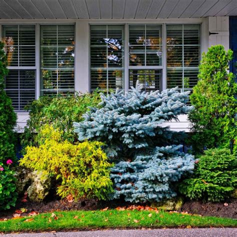20 Low Maintenance Bushes That Looks Stunning In Front Of House - Time ...