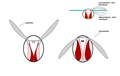 Flight Structures in Insects 的图像结果