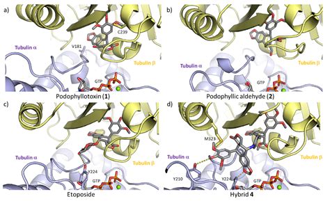 A Novel Cytotoxic Conjugate Derived from the Natural Product ...