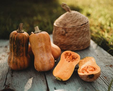 Honeynut Squash - Thresh Seed Co.