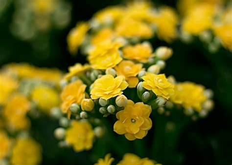 1000+ Beautiful Yellow Flowers Photos · Pexels · Free Stock Photos