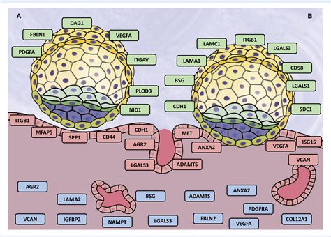 Image result for Endometrium Cell