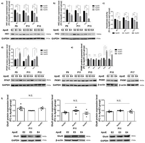 Opposing Effects of ApoE2 and ApoE4 on Glycolytic Metabolism in ...