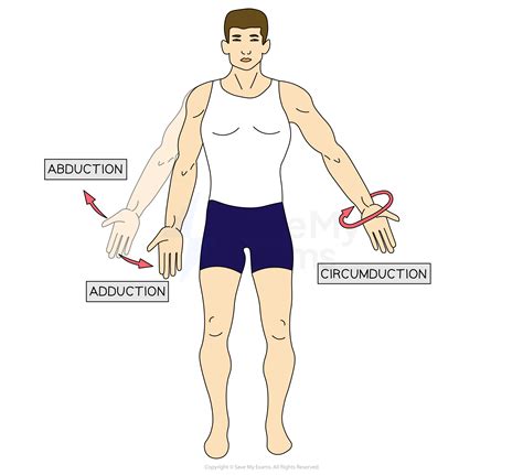 How Joints Differ in Design | AQA GCSE Physical Education (PE) Revision ...