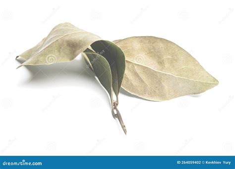 Dry Bay Leaves Isolated on White. Dried Laurel Leaf Seasoning Stock ...