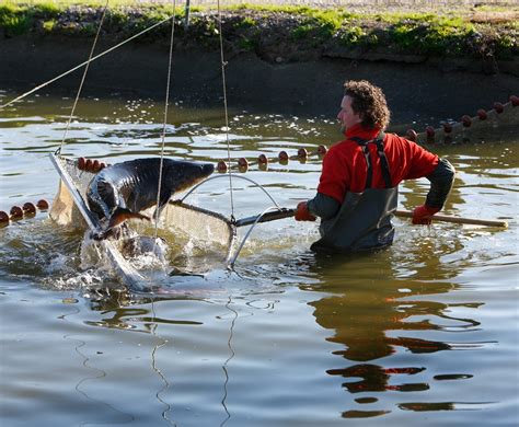 What Do Sturgeon Eat