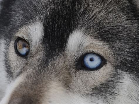Heterochromia Iridis Dogs