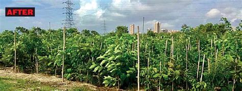 Twenty22-India on the move: Mumbai: Miyawaki forests flourishing