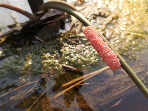 Mystery Snail Eggs In Aquarium