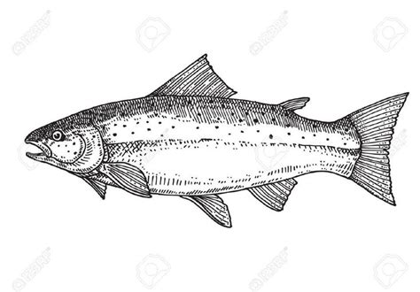 Salmon Fish Drawing Easy at David Lola blog