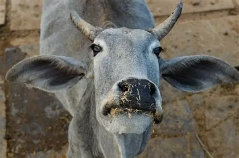 Muslim Woman Disowned By Family For Running A Cow Shelter In Madhya Pradesh