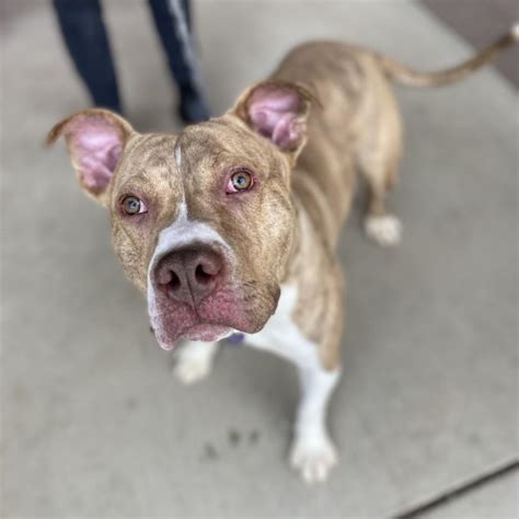 Foliage to Floyd, Stray to Adopted | Asheville Humane Society