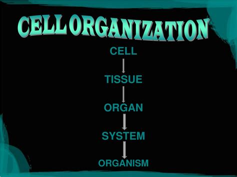 Image result for Cell Organization