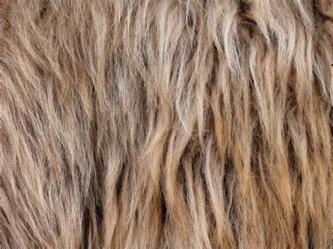 Image result for Wool Animals