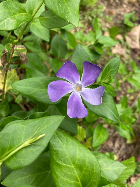 Vinca Major, Periwinkle Ground Cover - Etsy