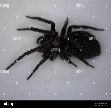 Black House Spider (Badumna insignis) Arachnida Stock Photo - Alamy