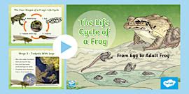 Life Cycle of a Frog Display poster | Twinkl South Africa