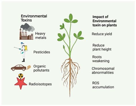 Plant Tissues as Biomonitoring Tools for Environmental Contaminants