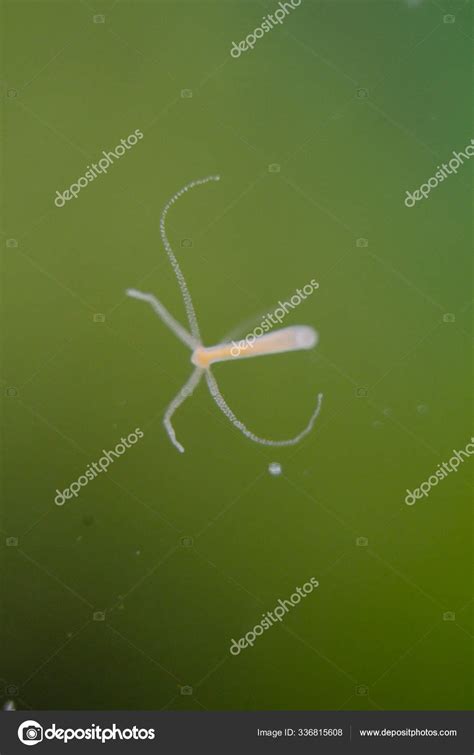 Hydra Genus Small Fresh Water Animals Phylum Cnidaria Class Hydrozoa — Stock Photo ...