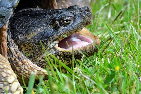 Image result for Snapping Turtle Bites