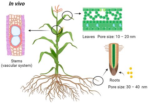 Transport of Nanoparticles into Plants and Their Detection Methods