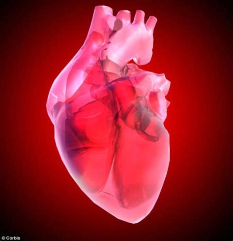 美科学家利用人体干细胞培育老鼠心脏|干细胞|生物学|基因_科学探索_新浪科技_新浪网