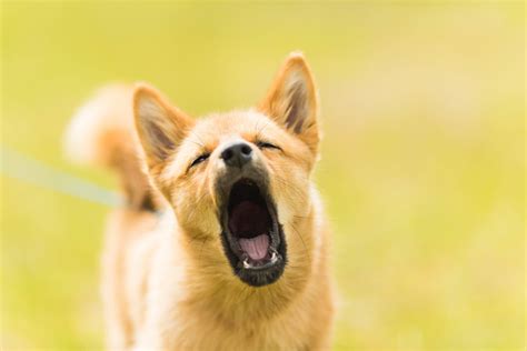"How can I stop my dog from barking?" - Polite Paws Dog Training