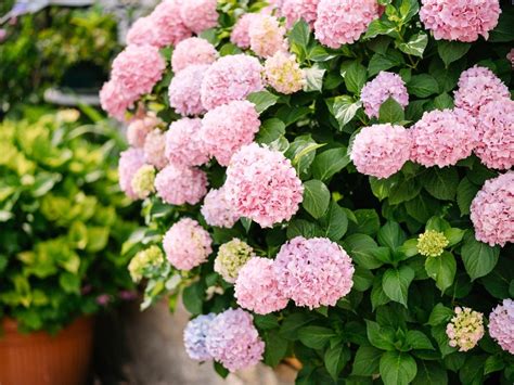 Tips & Information about Hydrangeas - Gardening Know How
