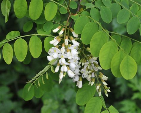 Black Locust Flower