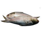Buy Fresh Catch Fish - Bangladeshi Hilsa Large Fresh Catch Online at ...